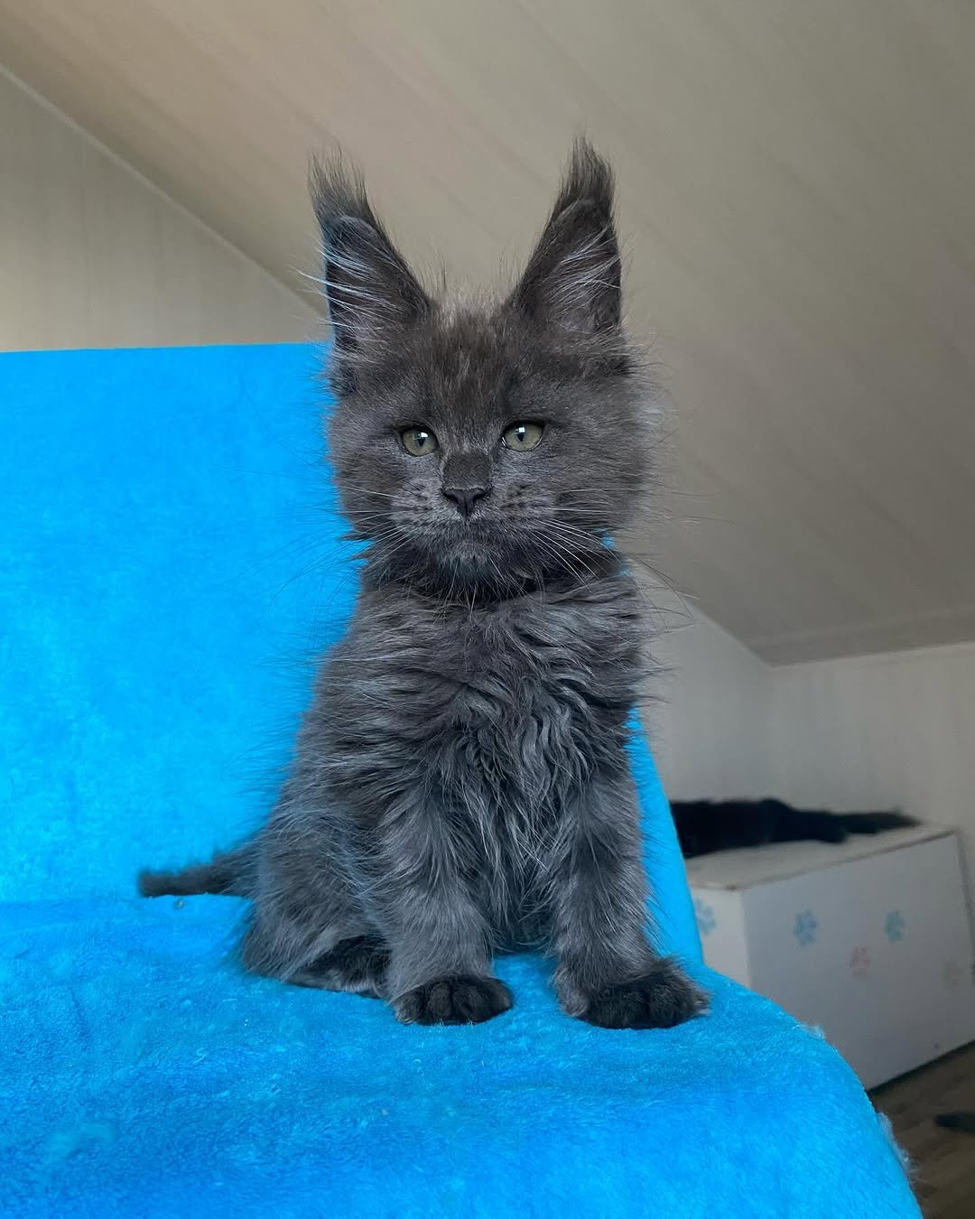 Jee - Maine Coon Kitten