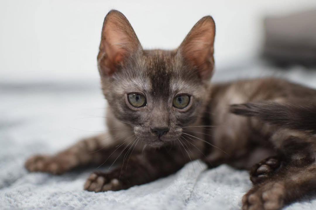 Grace - Bengal Kitten