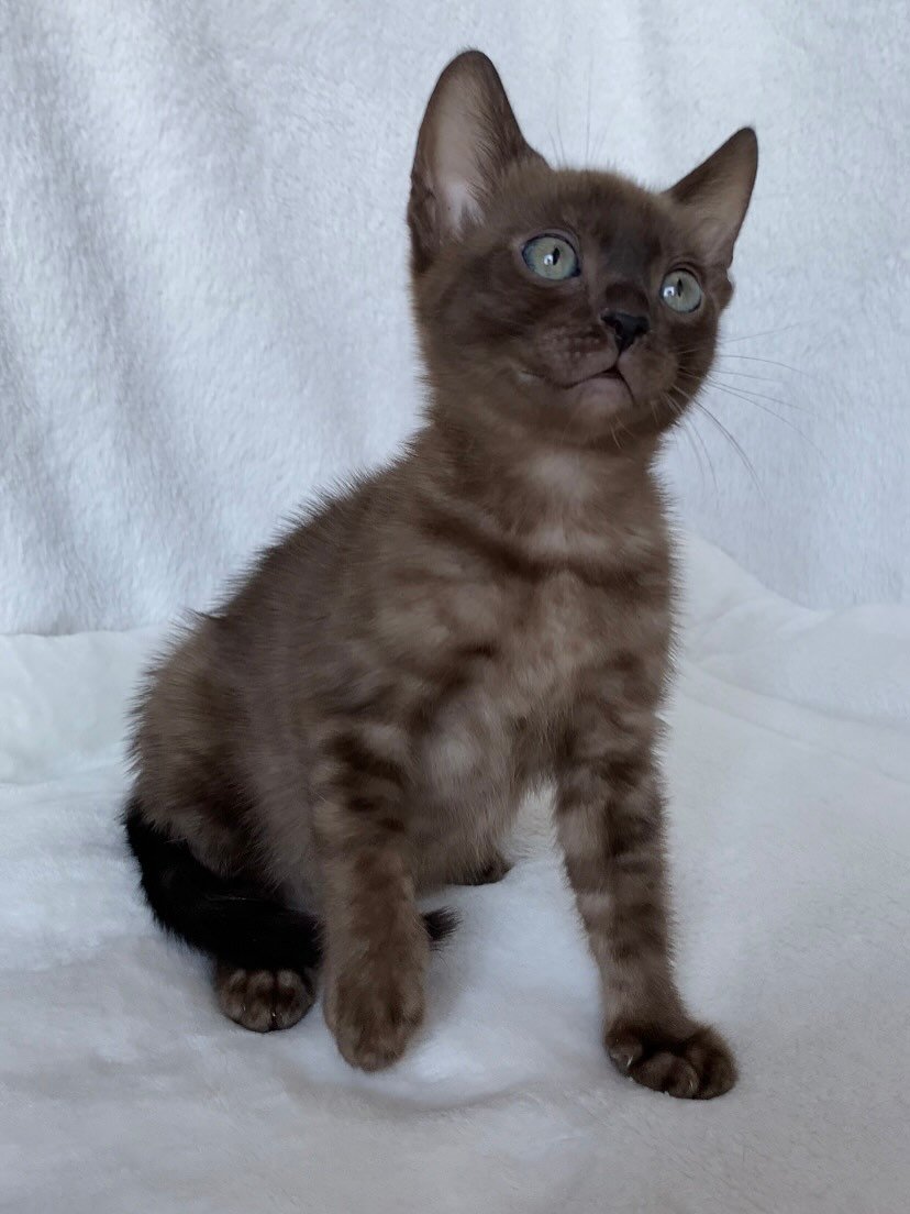 Nima - Bengal Kitten