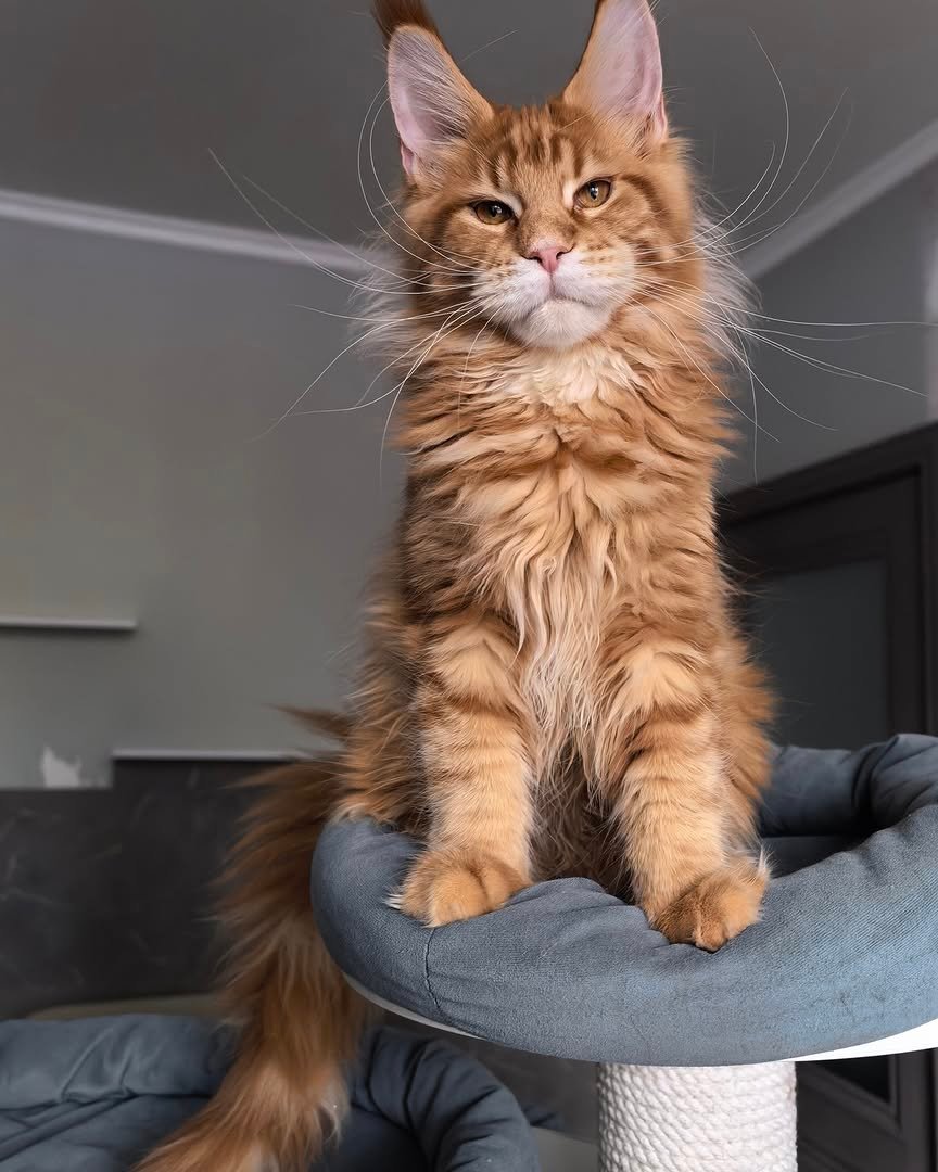 Maine Coon