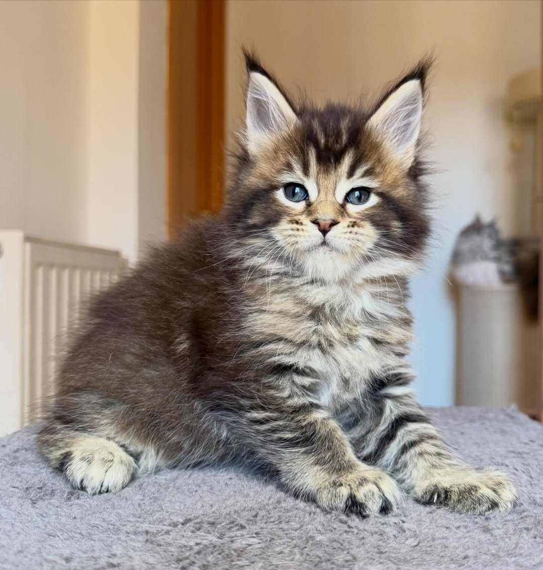 Dave - Maine Coon Kitten