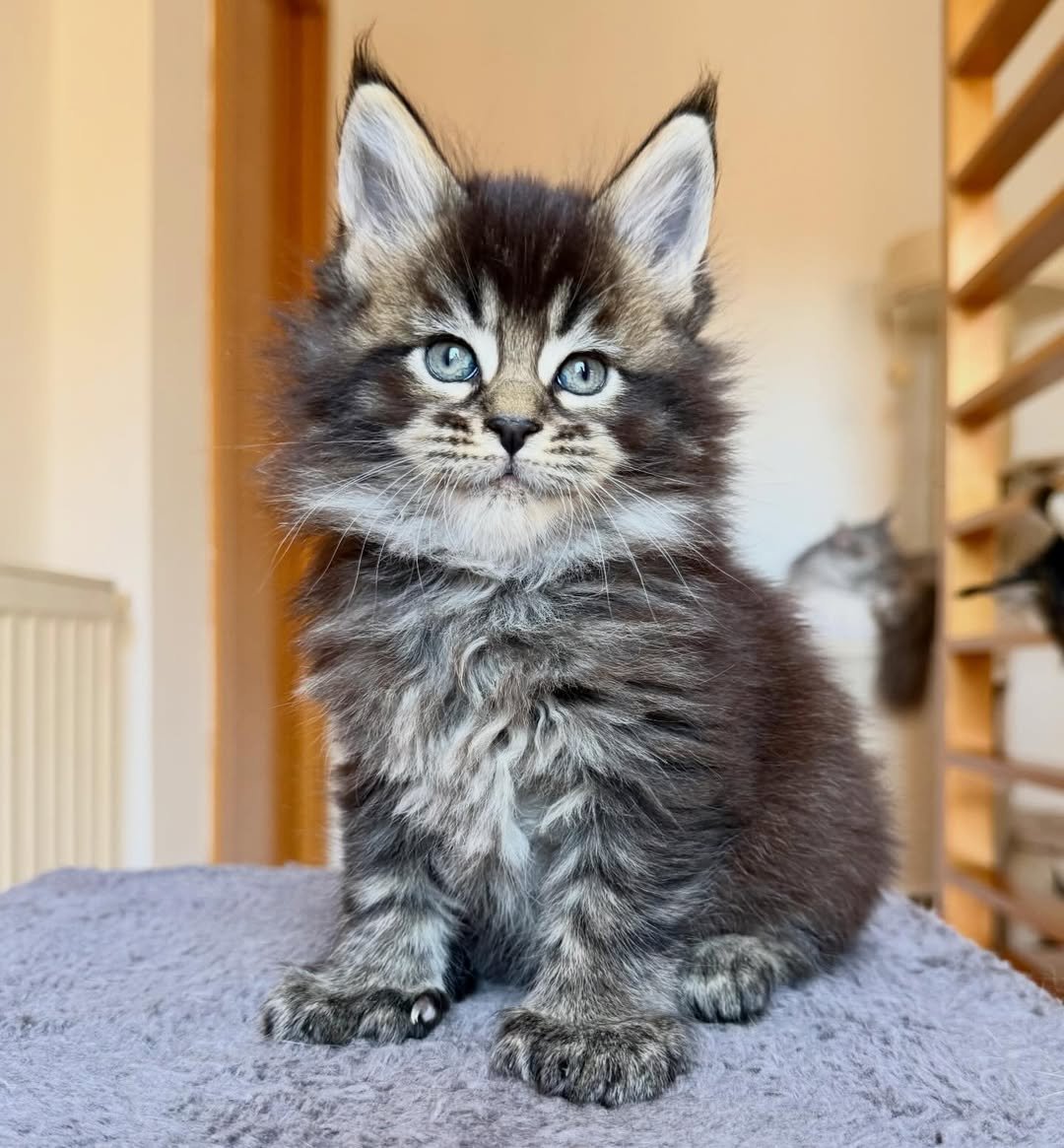 Eze - Maine Coon Kitten
