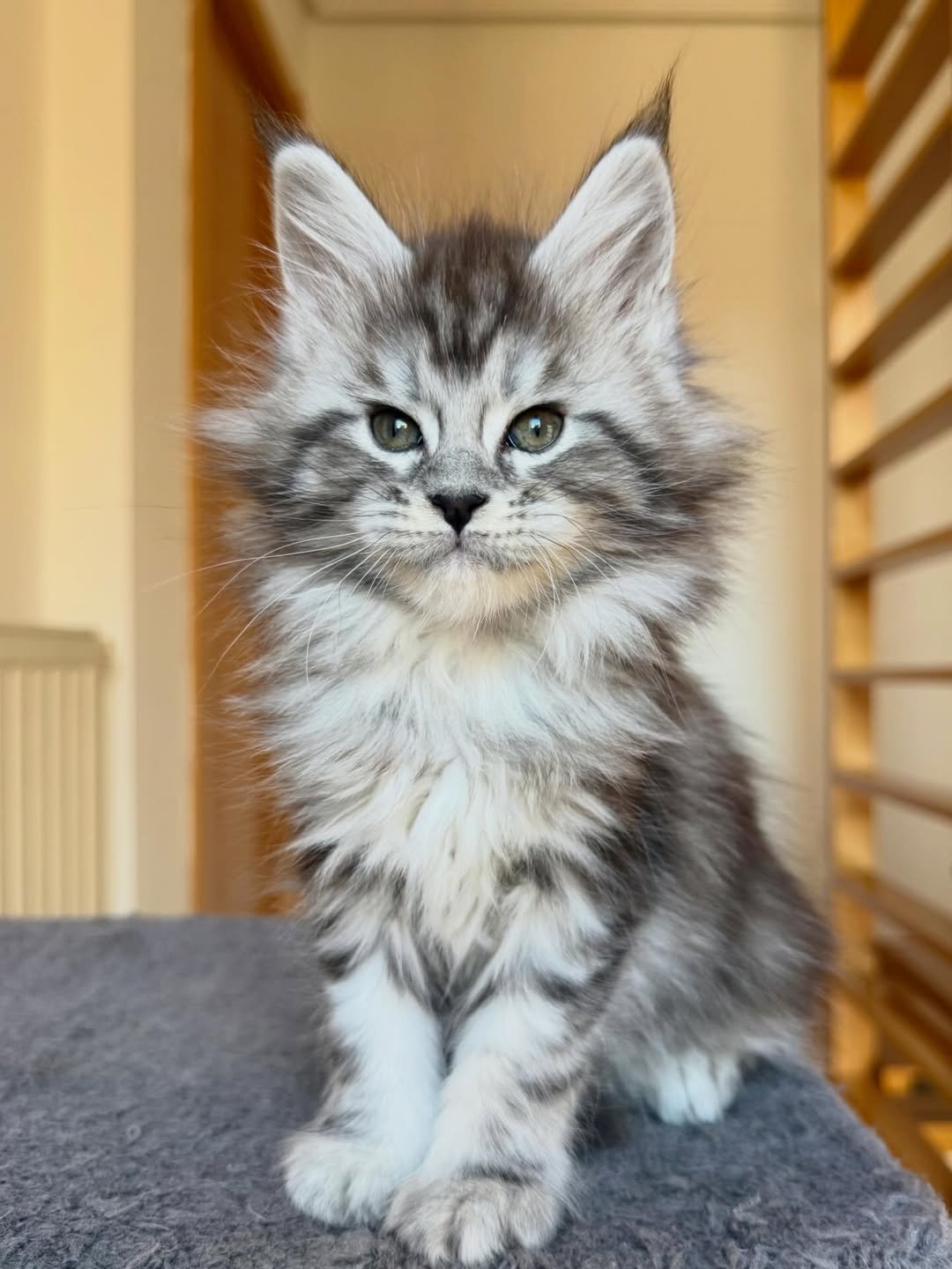 Fezz - Maine Coon Kitten