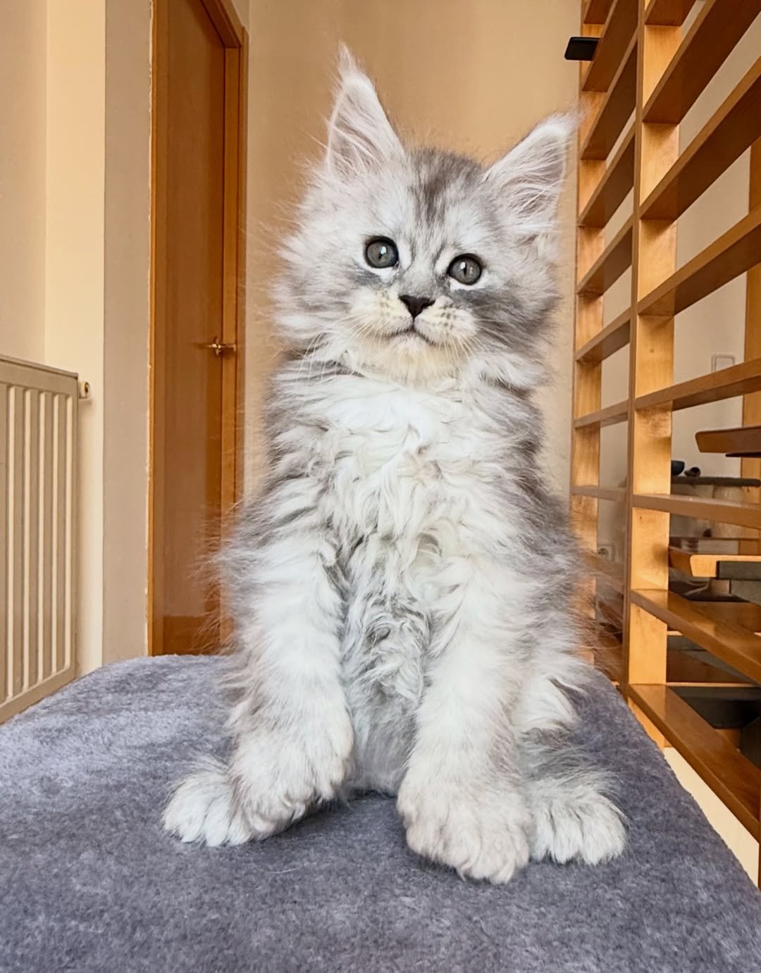 Moon - Maine Coon Kitten