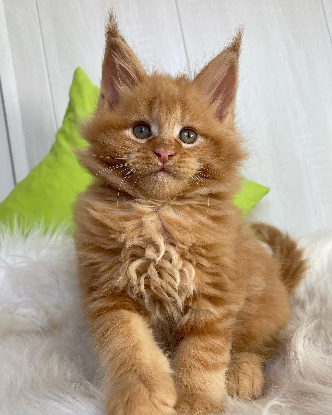 Polly - Maine Coon Kitten