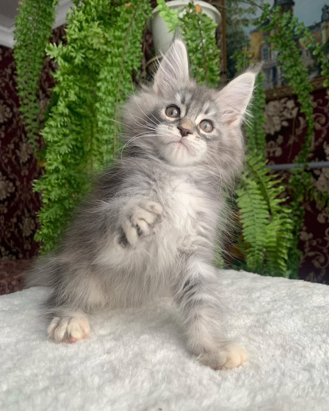 Jake - Maine Coon Kitten