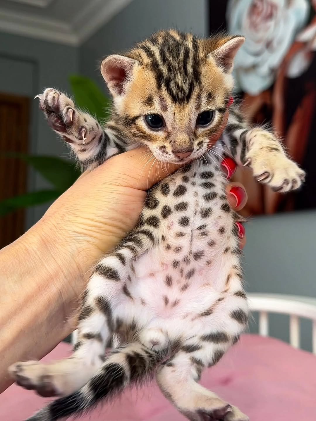 Agnes - Bengal Kitten