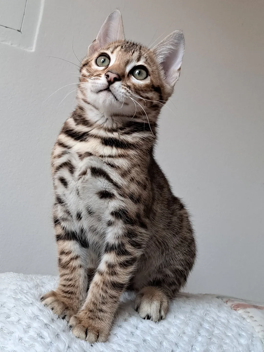 Lex - Bengal Kitten