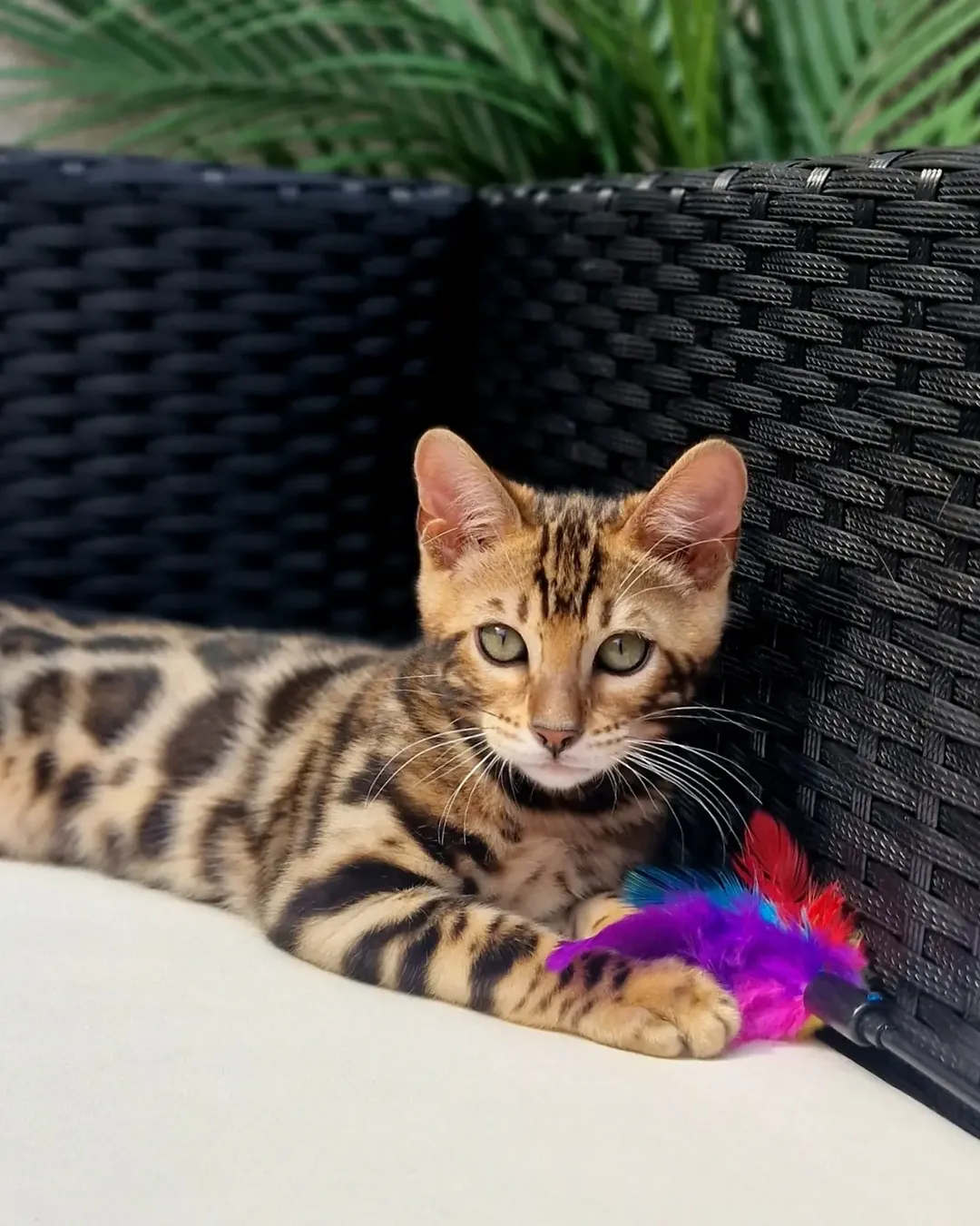 Omega - Bengal Kitten