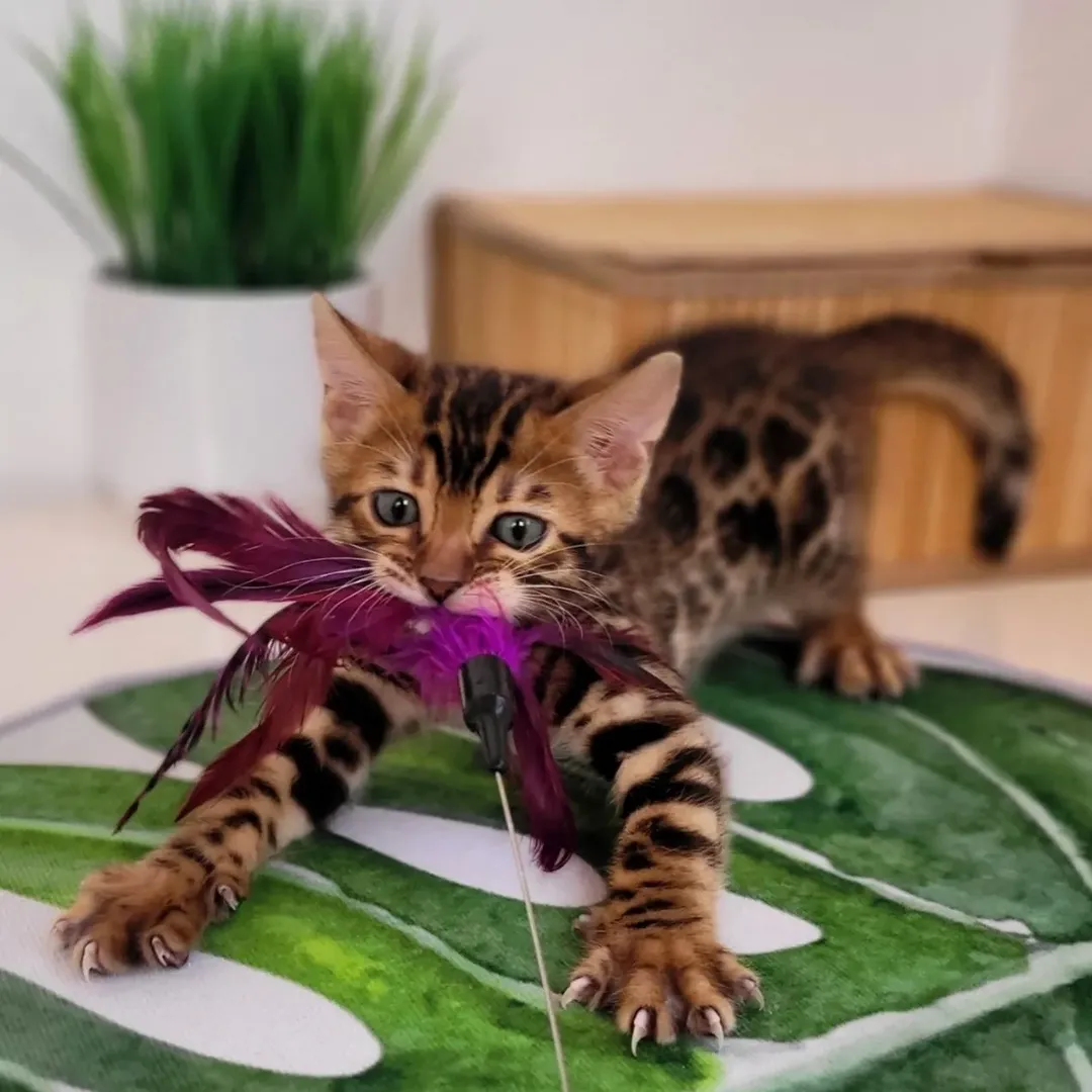 Eragon - Bengal Kitten
