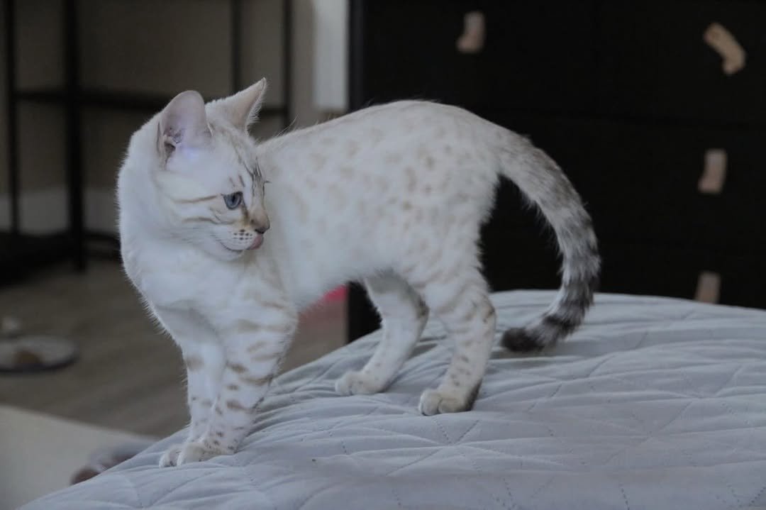 Holly - Bengal Kitten