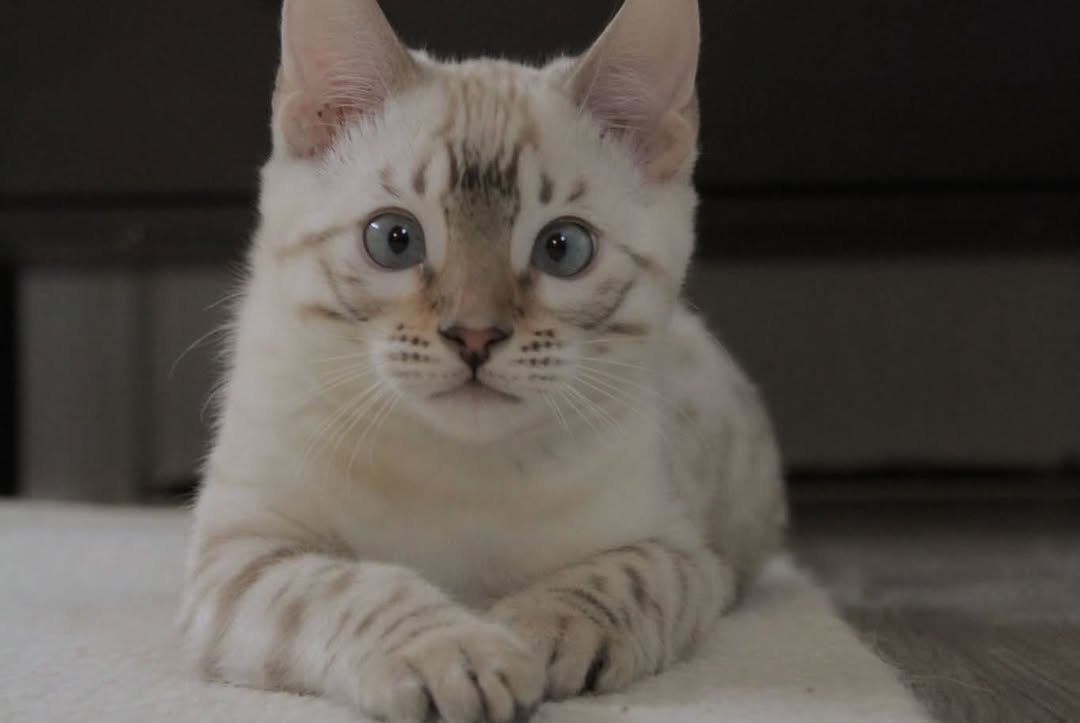 Phill - Bengal Kitten