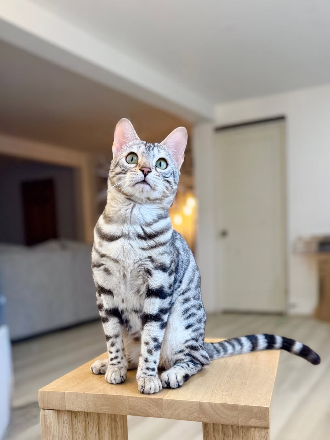 Benji - Bengal Kitten