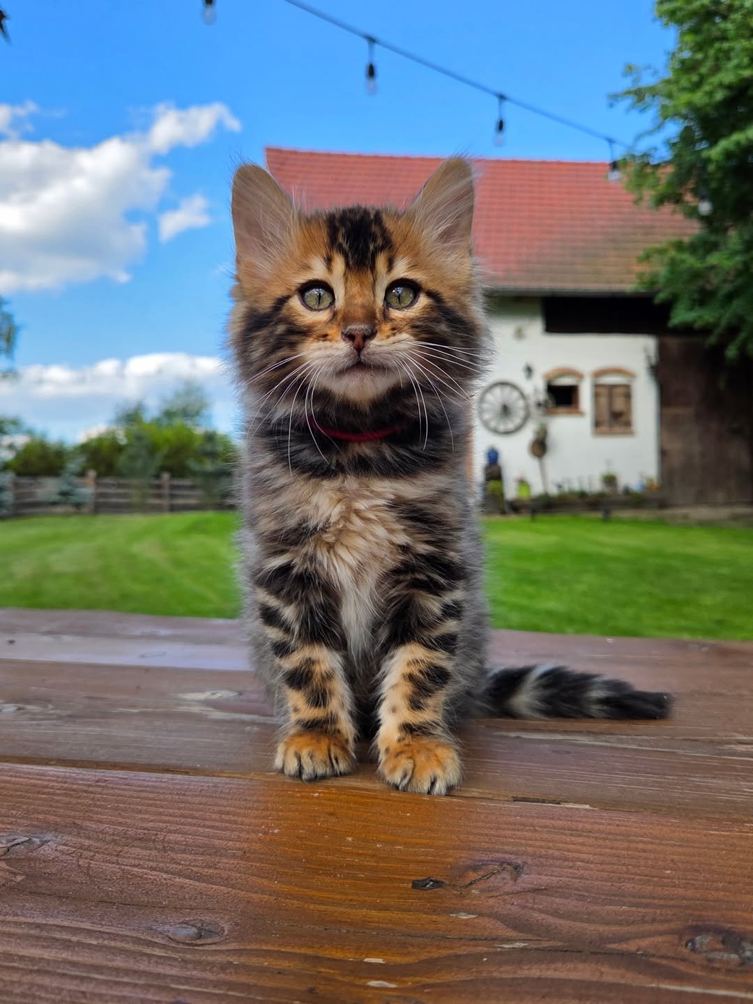 Kima - Bengal Kitten