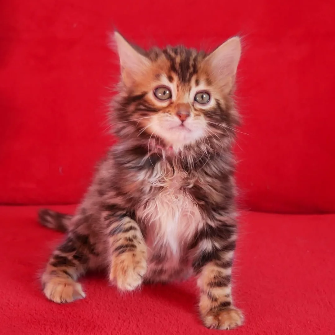 Pinky - Bengal Kitten