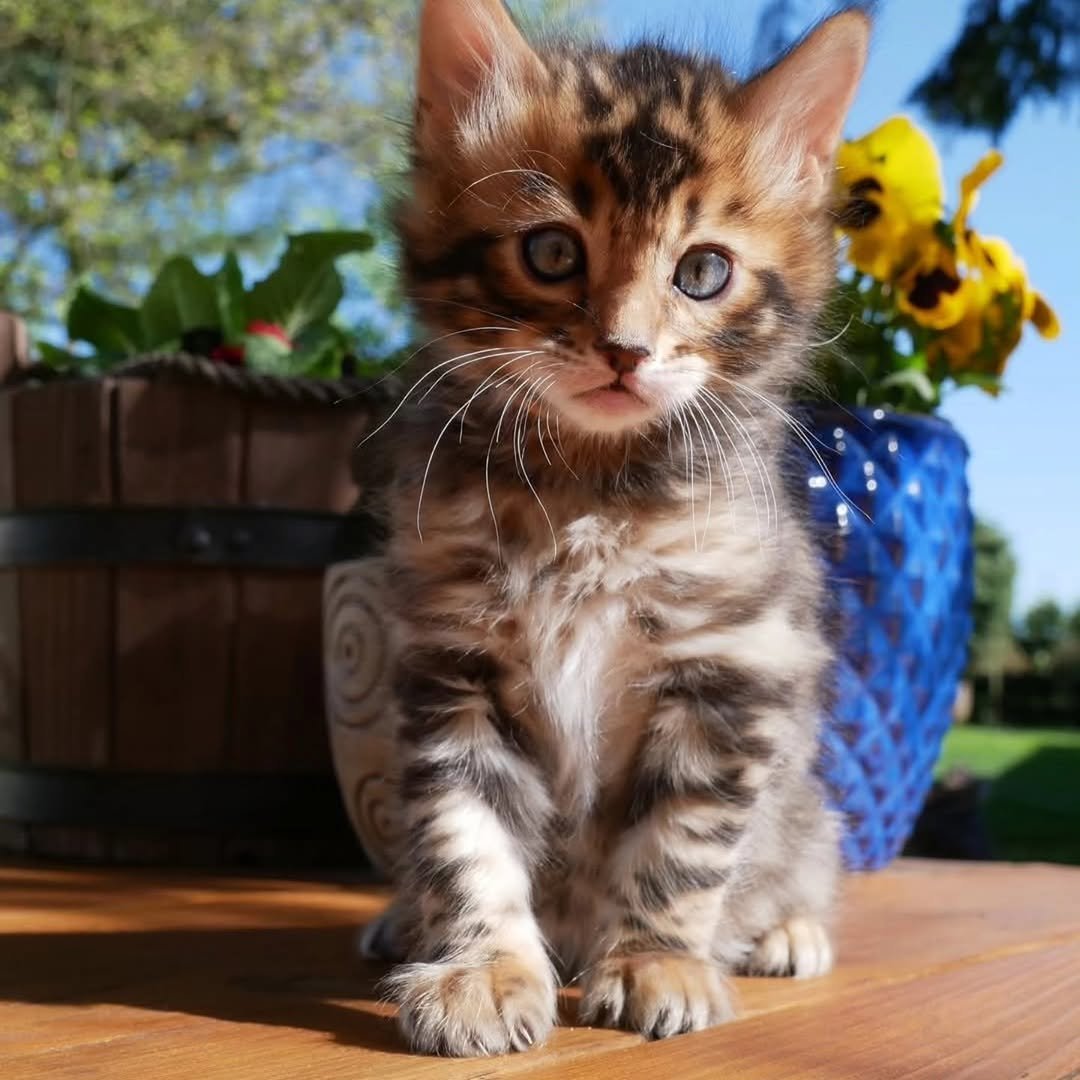 Patrick - Bengal Kitten