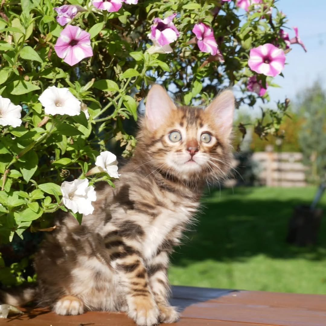 Lucy - Bengal Kitten