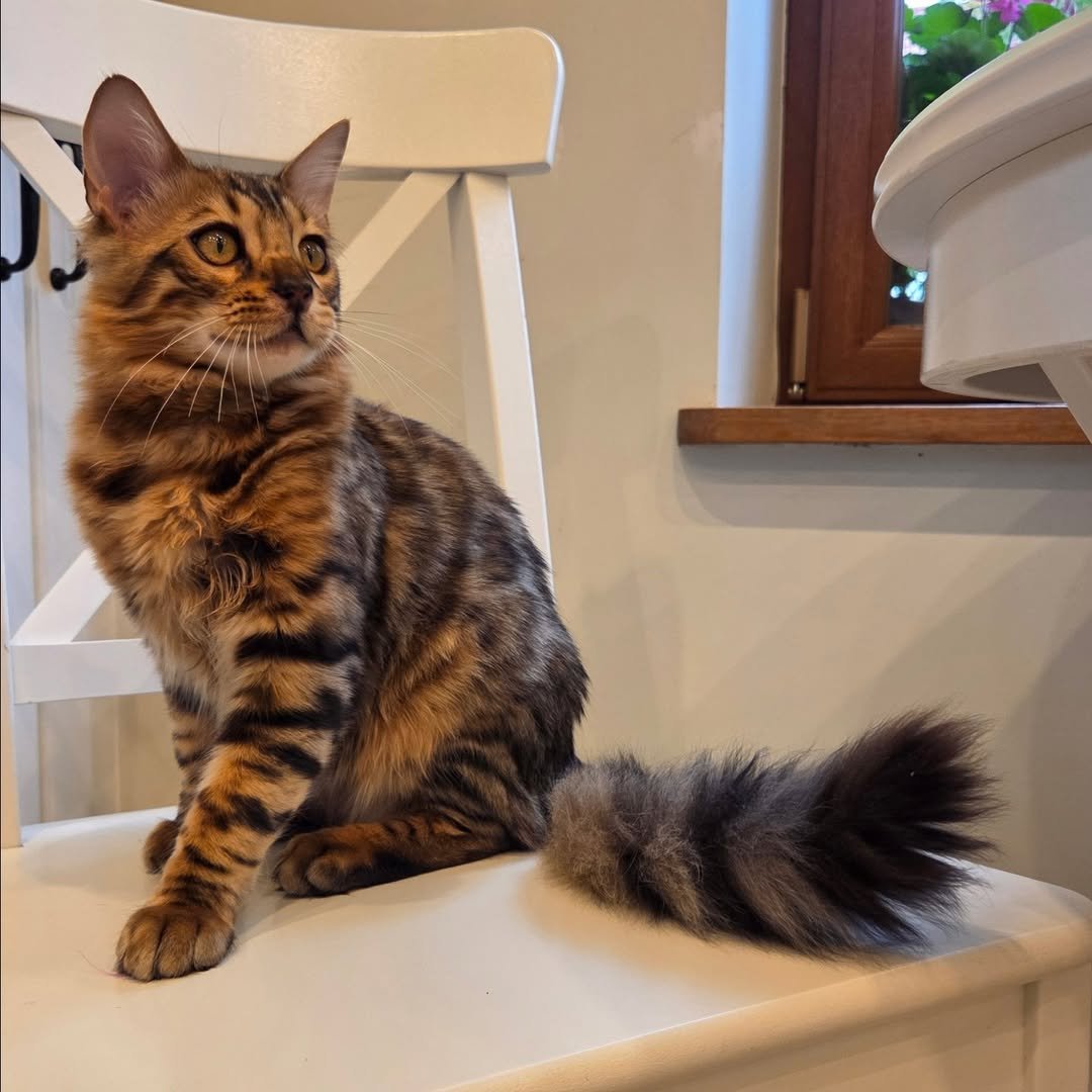 Musha - Bengal Kitten