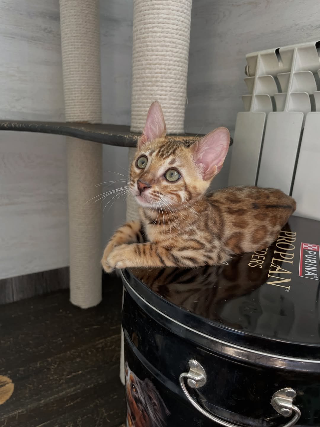 Brown - Bengal Kitten