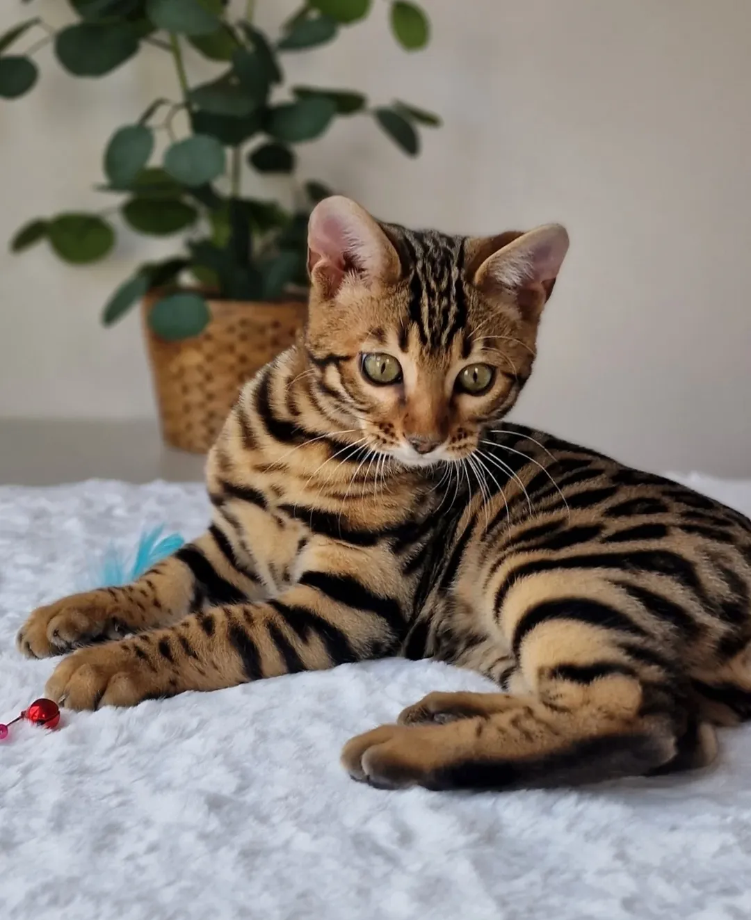 Monteris - Bengal Kitten