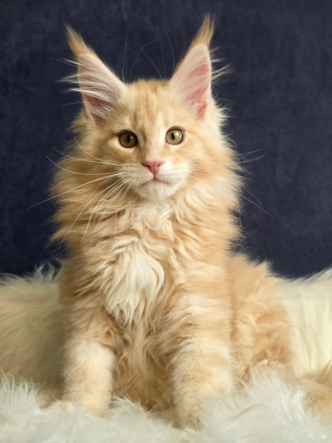 Tony - Maine Coon Kitten