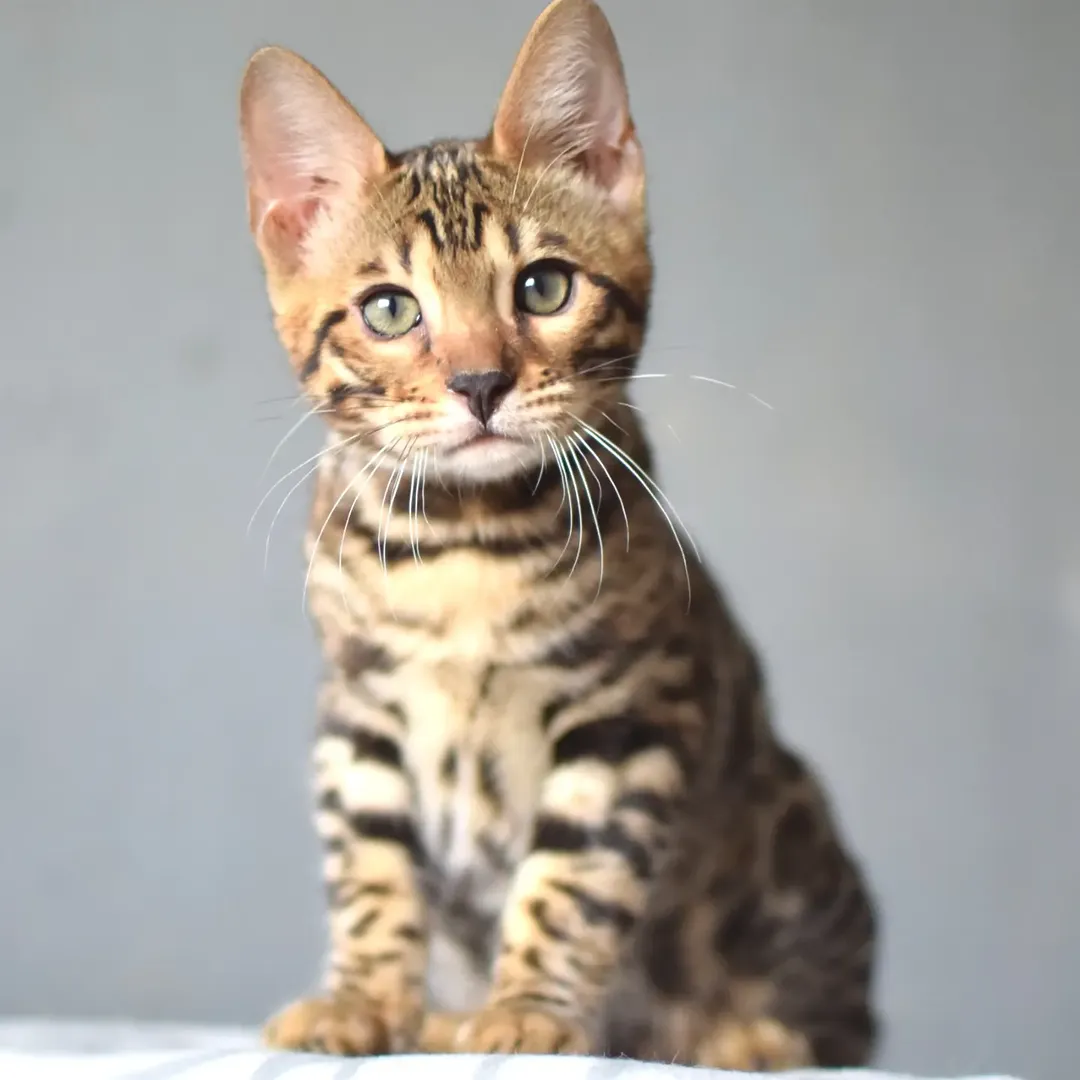 Bruno - Bengal Kitten