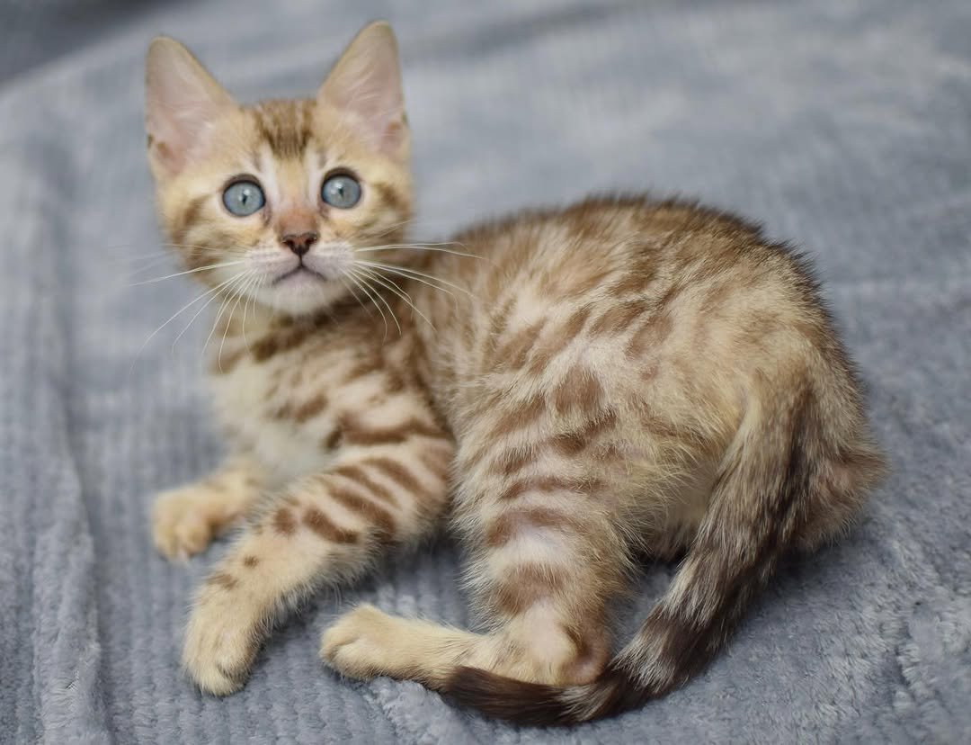 Drake - Bengal Kitten