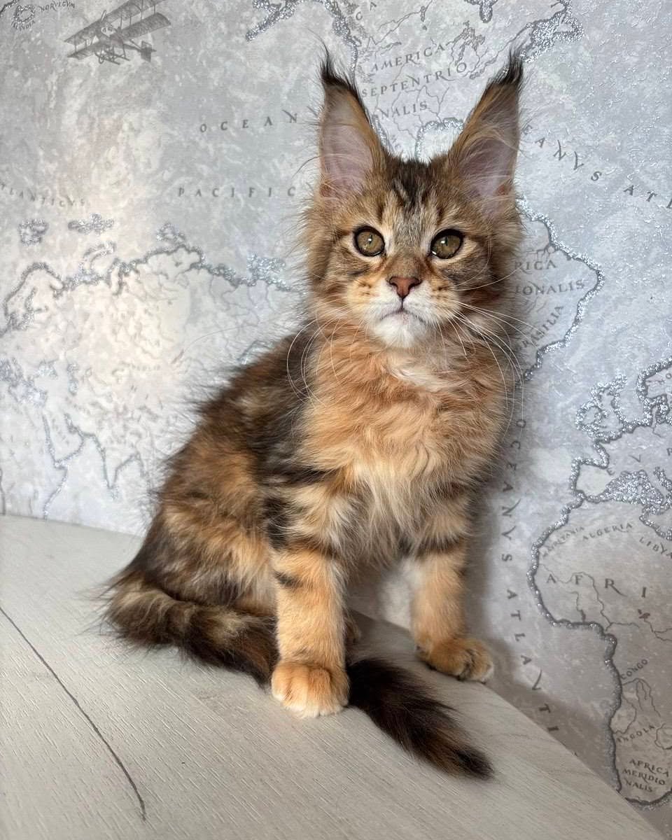 Lemon - Maine Coon Kitten