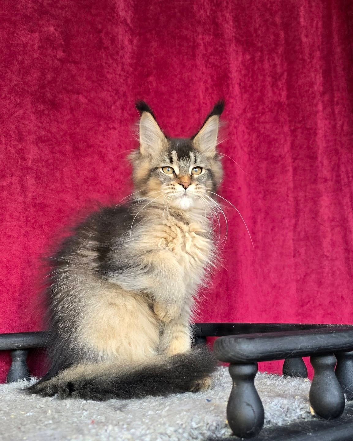 Angel - Maine Coon Kitten