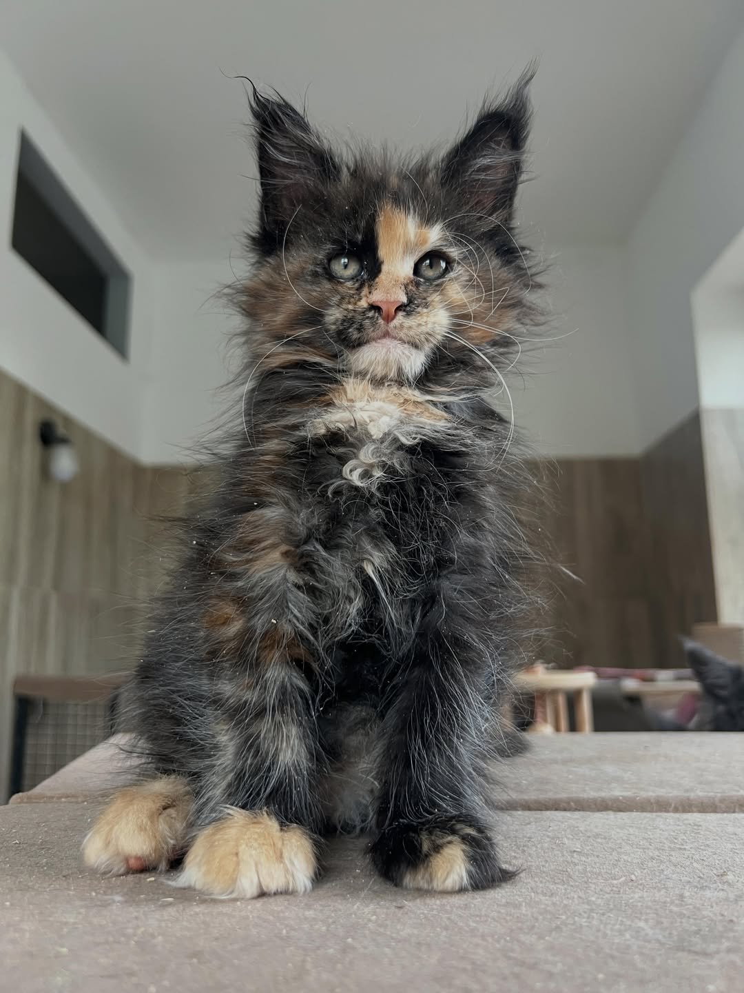 Temi - Maine Coon Kitten