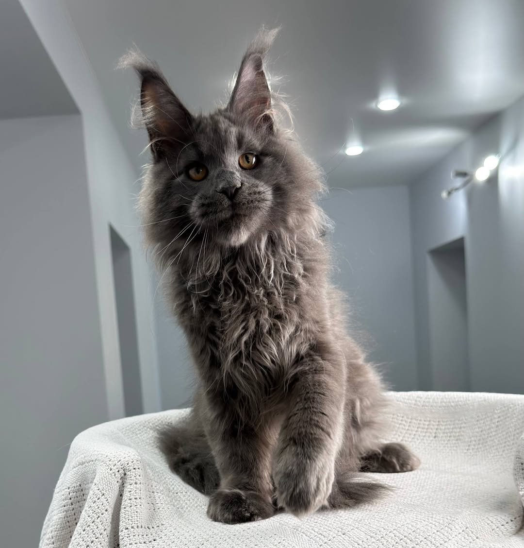 Oligarch - Maine Coon Kitten