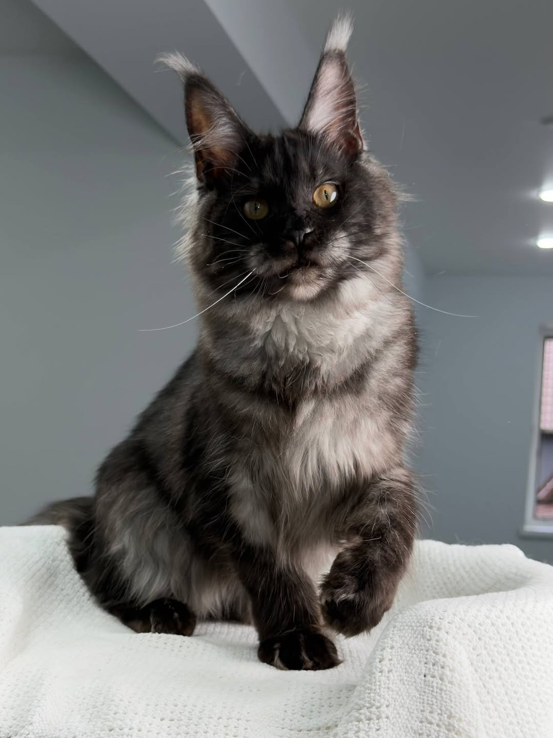 Rider - Maine Coon Kitten