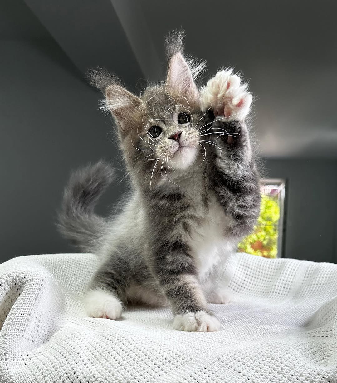 Pus - Maine Coon Kitten
