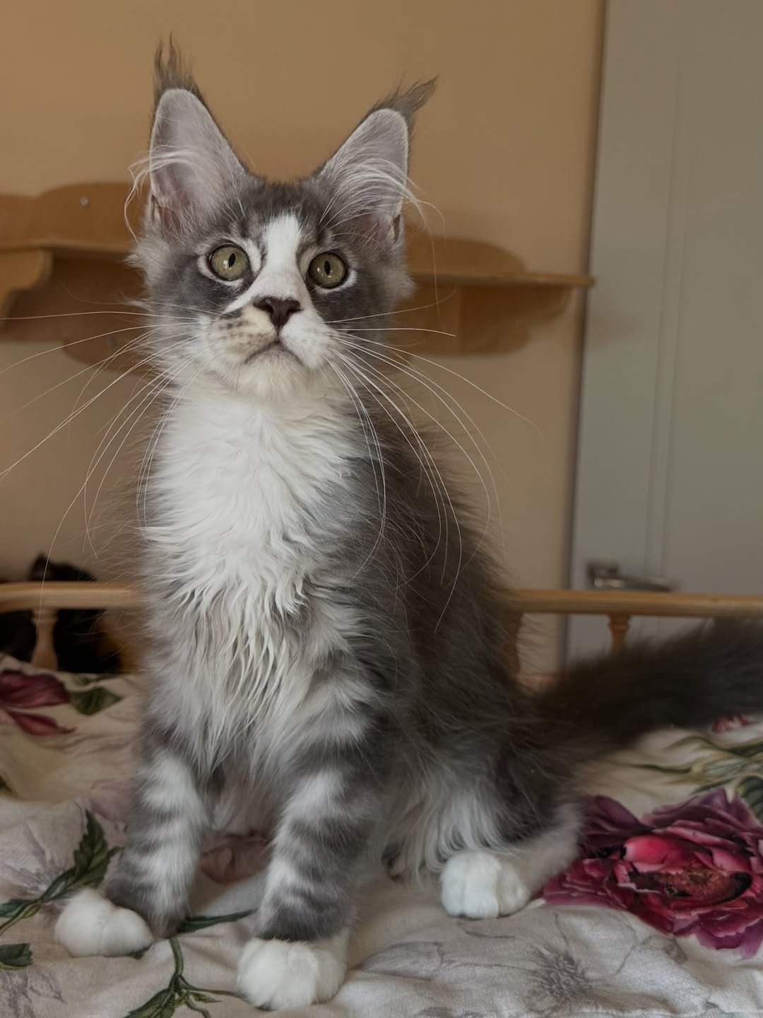 Dragon - Maine Coon Kitten