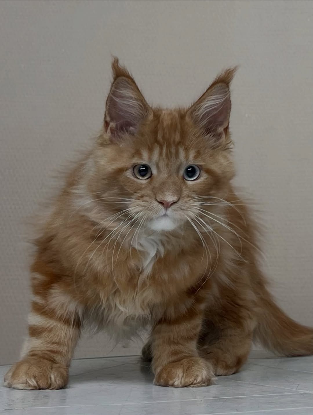 Peace - Maine Coon Kitten